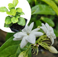 Organic Arabian Jasmine Plant in 2.5-inch Pot - Jasminum sambac by Smoke Camp Crafts - Live Plant for Home Garden or Gift