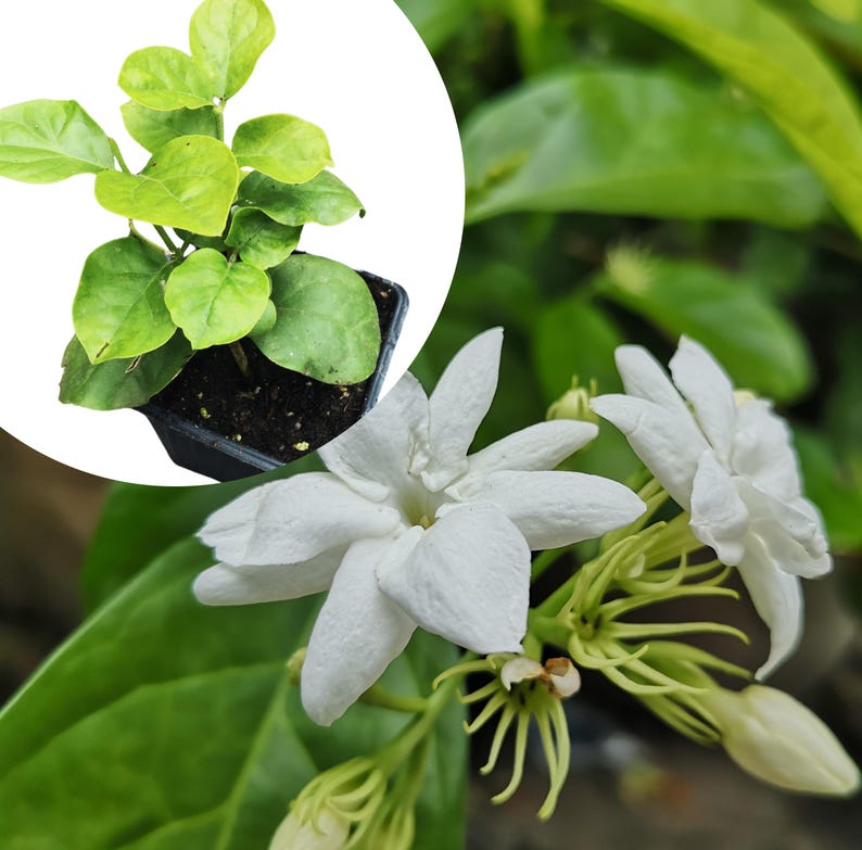 Organic Arabian Jasmine Plant in 2.5-inch Pot - Jasminum sambac by Smoke Camp Crafts - Live Plant for Home Garden or Gift
