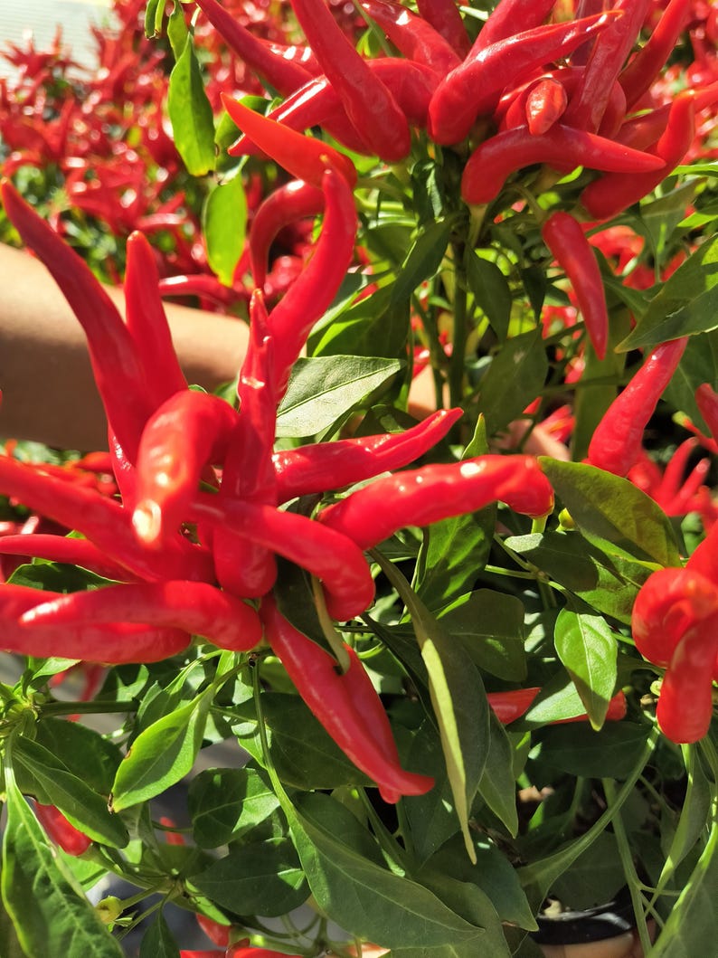 Ornamental Pepper Plant - 0.5 Gallon Pot - Edible, Easy to Grow, Indoor/Outdoor Variety (Capsicum annuum)