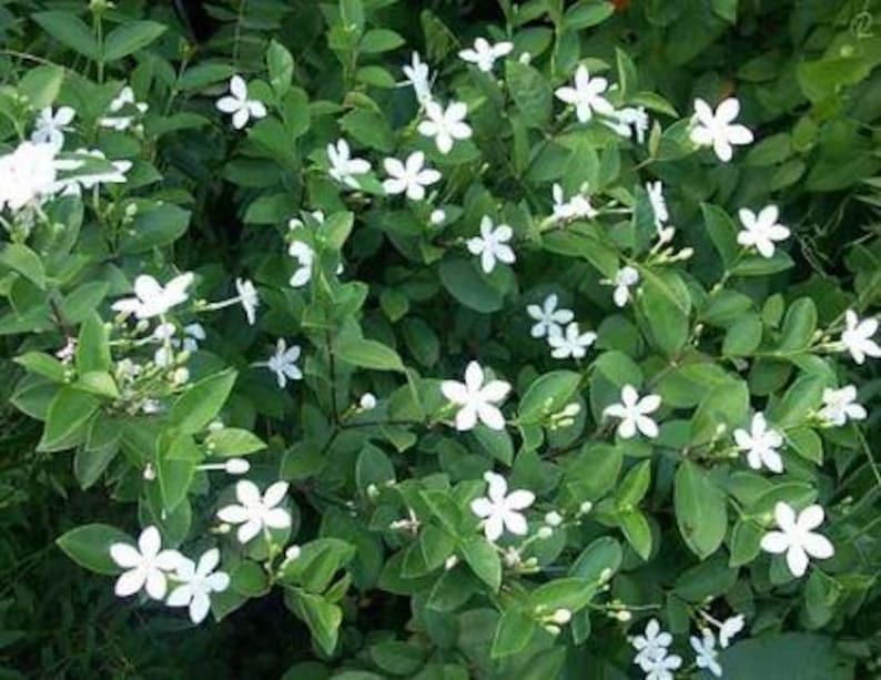 Rare Arctic Snow Bush Plant - 1 Gallon Pot - Asian Snow Jasmine - Wrightia antidysenterica - Year-Round Flowering