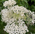 Elderberry Plant 10-12 Inch Half Gal Pot Organic Sambucus nigra Well Rooted
