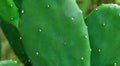Organic Thornless Prickly Pear Plant - 4 Inch Pot - Opuntia Ficus-Indica - Easy Care, Edible Cactus for Gardens