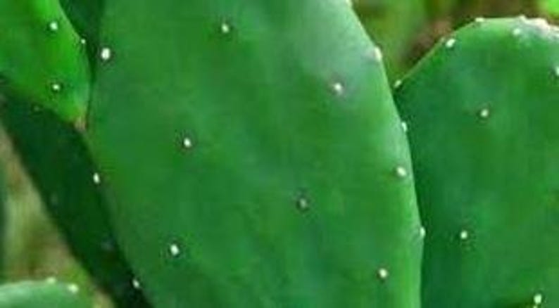 Organic Thornless Prickly Pear Plant - 4 Inch Pot - Opuntia Ficus-Indica - Easy Care, Edible Cactus for Gardens