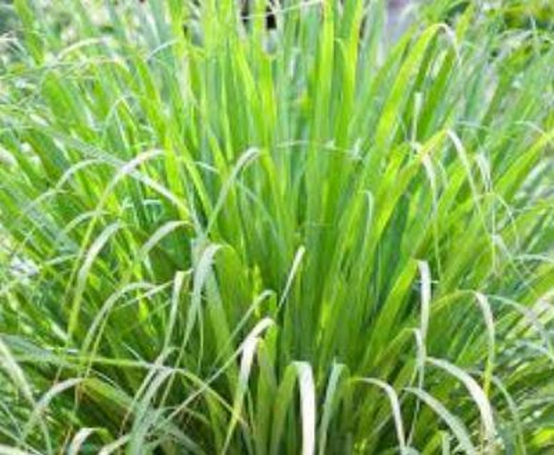 Organic Lemongrass Plant in Half Gallon Pot - Cymbopogon citratus - Fresh Culinary Herb for Cooking and Home Gardening
