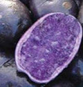Organic Purple Potato Vine Cuttings 6 Pack - Easy to Grow Propagation Cuttings (Ipomoea batatas)