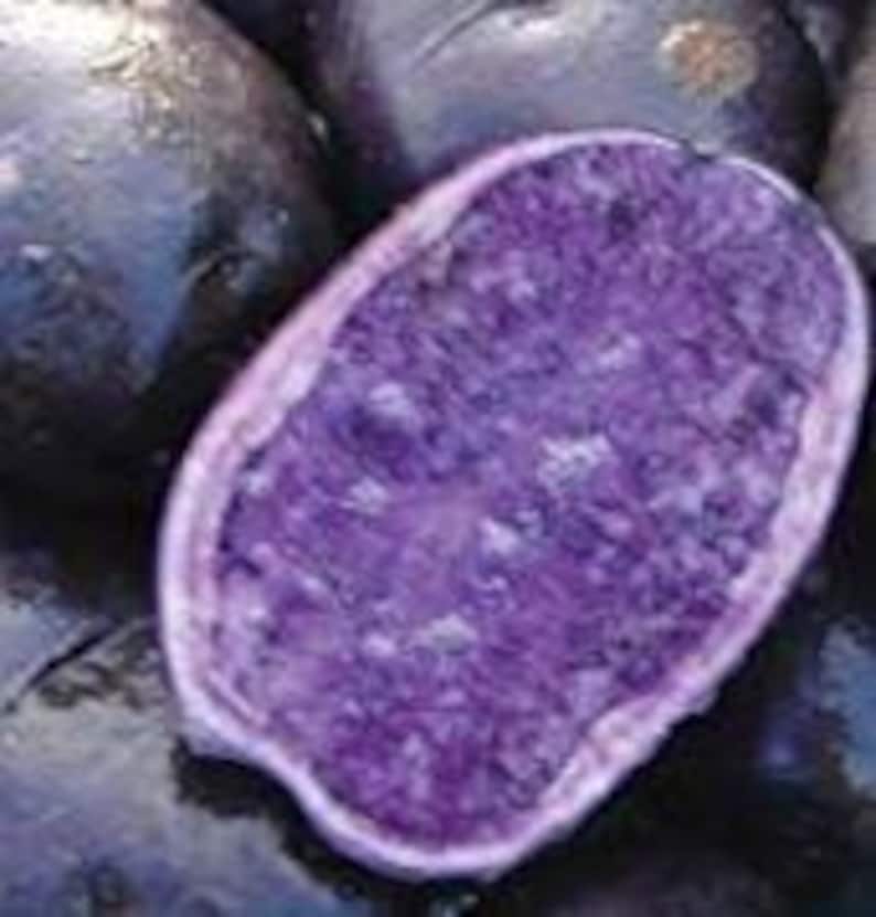 Organic Purple Potato Vine Cuttings 6 Pack - Easy to Grow Propagation Cuttings (Ipomoea batatas)