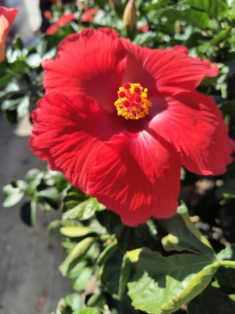 Red Hibiscus Plant 10-12 Inch Bush in Half Gallon Pot - Hibiscus rosa-sinensis - Vibrant Red Flowers