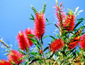 Bottlebrush Tree Half Gal Pot Melaleuca Citrina Pendula | Easy to Grow Small to Medium Size Tree for Pot or Ground