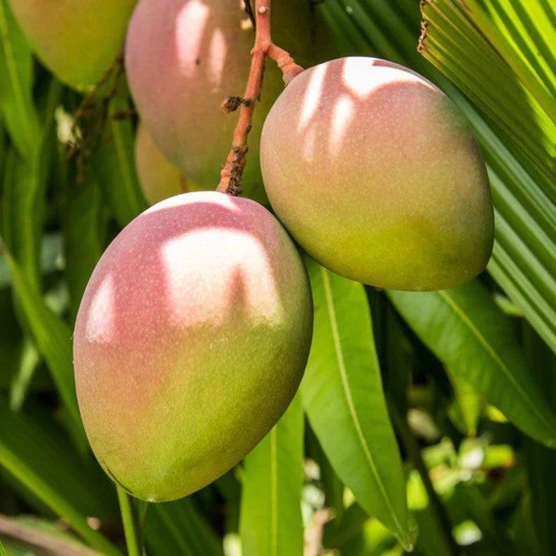 Grafted Mango Tree - 1 ft - Karen Michelle Variety - Mangifera indica - Live Plant in 6" Pot with Good Roots