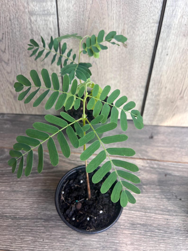 Tamarind Tree in 4" Pot, Tamarindus indica - Pohon Asem for Culinary Use, Sweet & Tart Flavor, Easy to Grow