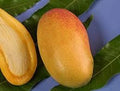 Lemon Meringue Mango Tree - Grafted Plant - 1 ft Tall - Mangifera indica - Live Plant in 6" Pot - Sweet Tart Flavor