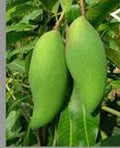 Falan Sea Mango Tree - Grafted - 1 ft Tall - Live Plant in 6" Pot - Mangifera indica - Rare Thai Variety