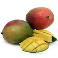 Haden Mango Tree - Grafted - 1 to 2 Feet Tall - 3 Gallon Pot - Mangifera indica - Florida Variety with Good Flavor