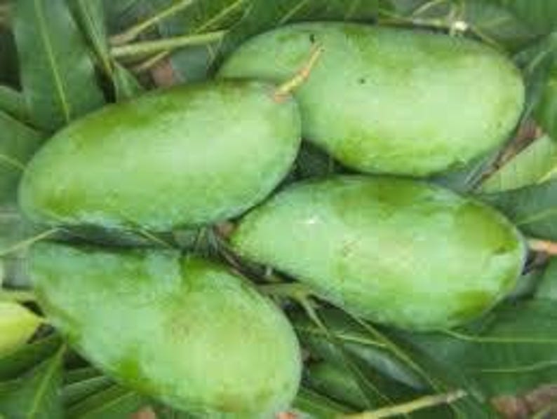 MUN KUN SI Mango Tree - Grafted 3-4ft Live Plant in 3Gal Pot - Sweet Yellow Oblong Fruit - Mangifera indica