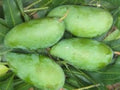 MUN KUN SI Mango Tree - Grafted Plant in 6" Pot - 1ft Tall - Mangifera indica - Sweet Thai Variety