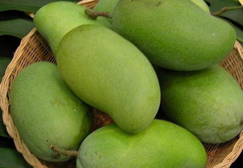 Okrung Mango Tree Live Plant - Grafted 1-2ft - Sweet Thai Mango Variety - Mangifera indica - Ships in 6" Pot