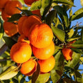 Owari Tangerine Tree 1/2 Gal Pot, Grafted, Cold Hardy Citrus, Citrus reticulata, Florida Shipping Only