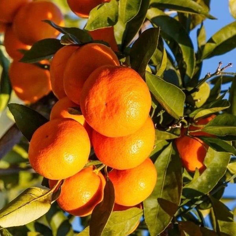 Owari Tangerine Tree 1/2 Gal Pot, Grafted, Cold Hardy Citrus, Citrus reticulata, Florida Shipping Only