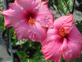 Hibiscus Plant 3 Gallon Clear Pink 'Agnes Gault' (Hibiscus rosa-sinensis) - Top Performer, Popular Variety