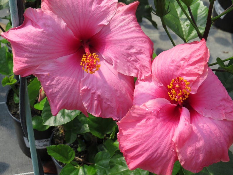 Hibiscus Plant 3 Gallon Clear Pink 'Agnes Gault' (Hibiscus rosa-sinensis) - Top Performer, Popular Variety