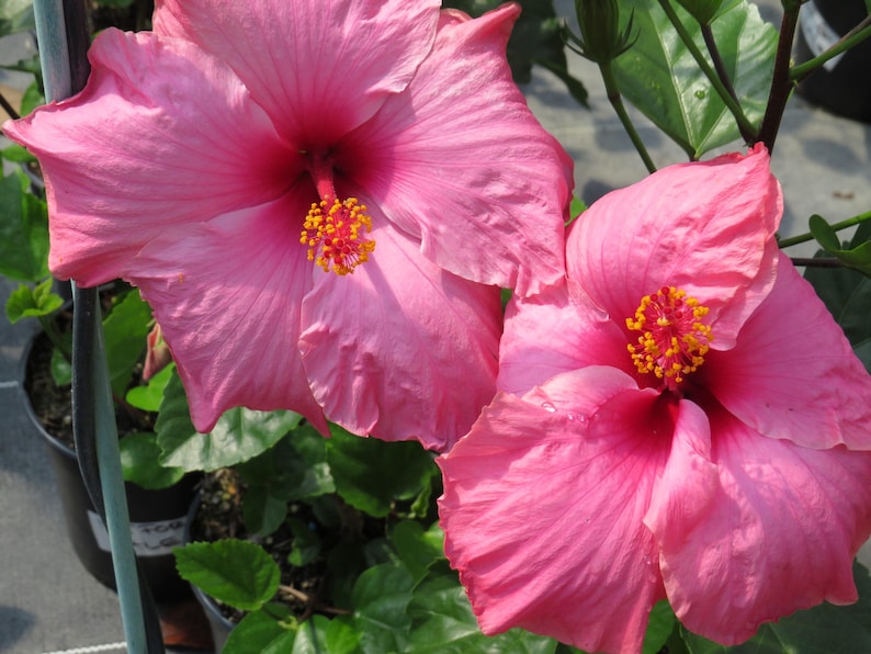 Hibiscus Plant 3 Gallon Pink 'Agnes Gault' Live Plant - Hardy Tropical Hibiscus (Hibiscus rosa-sinensis)