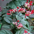 Red-Purple Bleeding Heart Vine - 3gal Pot - Clerodendrum thomsoniae - Exotic Clusters - Ideal for Indoor/Outdoor Use