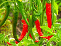 Thai Dragon Pepper Live Plant - 3” Pot - Capsicum annuum
