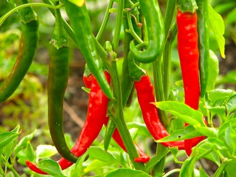 Thai Dragon Pepper Live Plant - 3” Pot - Capsicum annuum
