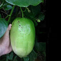 Giant Passion Fruit Plant - 3 Gal Pot - Ruby Glow Variety - Passiflora phoenicea 'Ruby Glow' - Vibrant Flowers & Edible Fruit