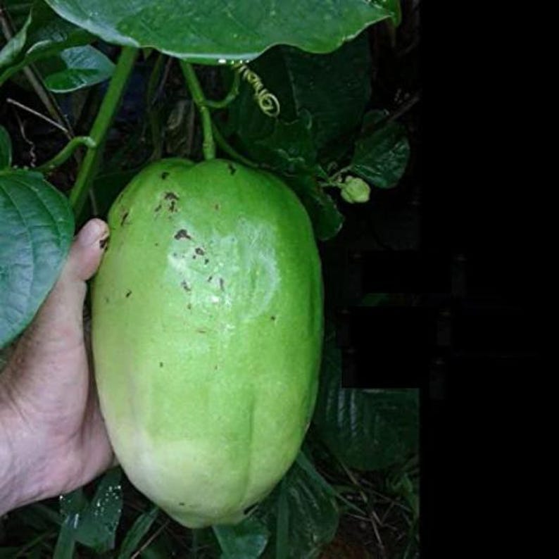 Giant Passion Fruit Plant - 3 Gal Pot - Ruby Glow Variety - Passiflora phoenicea 'Ruby Glow' - Vibrant Flowers & Edible Fruit
