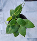 Hoya Fitchii Live Plant in 3" Pot + Free Rooted Cutting - Perfect for Indoor Gardening - Hoya Carnosa Family
