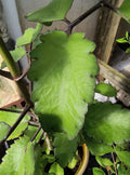 5 Leaves Organic Miracle Leaf Plant - Kalanchoe Pinnata - Leaf of Life - Cathedral Bells - Indoor/Outdoor Gardening