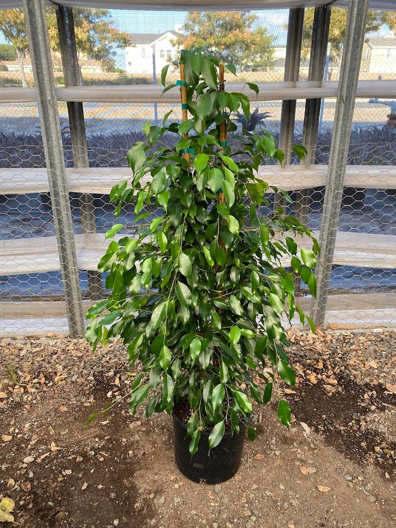 Ficus Benjamina Midnight Plant - 3ft Tall in 3Gal Pot - Indoor Ficus Houseplant - Ficus Benjamina