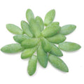 20 Organic Burro's Tail Leaves for Propagation - Donkey Tail Succulent - Sedum morganianum - Fresh Succulent Cuttings for Planting