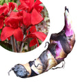 Organic Red Canna Lily Bulb - Large Canna indica for Vibrant Garden Blooms - Perfect for Planting and Outdoor Spaces