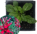 Organic Cardinal Flower Plant - Scarlet Lobelia - 2.5 Inch Pot - Lobelia cardinalis - Perfect for Pollinator Gardens & Wetlands