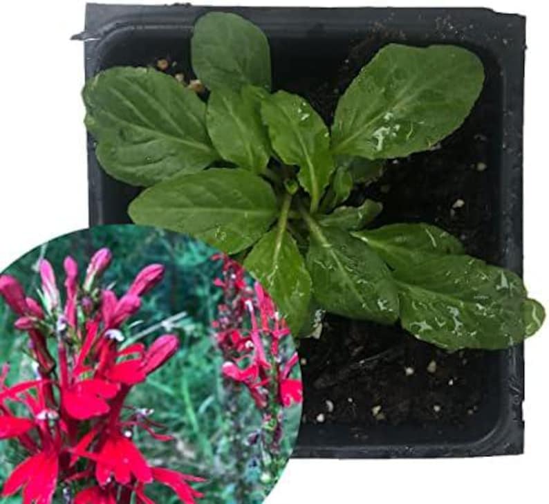 Organic Cardinal Flower Plant - Scarlet Lobelia - 2.5 Inch Pot - Lobelia cardinalis - Perfect for Pollinator Gardens & Wetlands