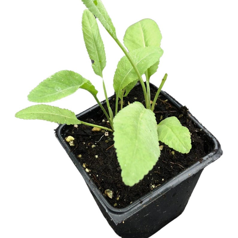 Organic Costmary Plant in 2.5-Inch Pot - Tanacetum balsamita, Aromatic Perennial, Alecost, Bible Leaf, Yellow Flowers