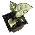 Organic Arrowhead Plant 2.5-inch Pot Syngonium podophyllum African Evergreen Indoor Houseplant