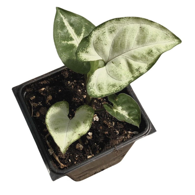 Organic Arrowhead Plant 2.5-inch Pot Syngonium podophyllum African Evergreen Indoor Houseplant