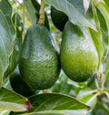 Grafted Day Avocado Tree - 3 Gal Pot - Medium-Sized Fruit - Persea americana - Easy to Grow, Cold Tolerant Variety