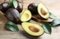 Super Hass Avocado Tree - Grafted 3 to 4 Feet Tall - Oh La La Variety - Cold Tolerant - Ships in 3Gal Pot