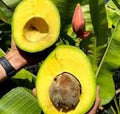 Grafted Avocado Tree - Marcus Pumpkin - 2 to 3 Feet Tall - Ships in 3Gal Pot - Persea americana