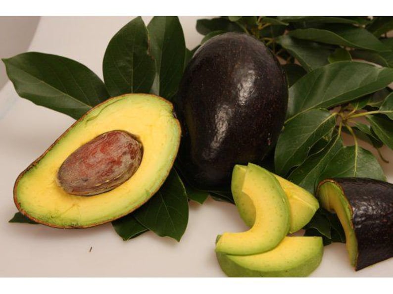 Oro Negron Avocado Tree - Grafted 3 to 4 Feet Tall - Ship in 3Gal Pot - Rich Creamy Flesh Avocado - Persea americana