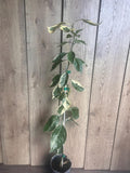 Variegated Minneola Tangelo Tree in Half Gallon Pot, Citrus reticulata × Citrus paradisi, Florida Shipping Only