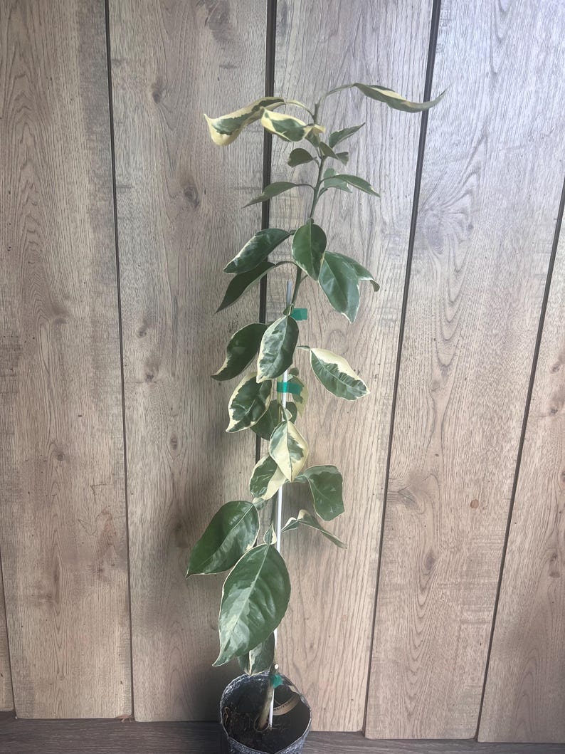 Variegated Minneola Tangelo Tree in Half Gallon Pot, Citrus reticulata × Citrus paradisi, Florida Shipping Only