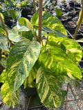 Epipremnum Pinnatum Yellow Flame Plant in 4" Pot | Vibrant Variegated Leaves | Houseplant for Indoor Decor