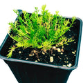 Organic Roman Chamomile Plant in 2.5-Inch Pot - Chamaemelum nobile - Perennial Herb for Gardens and Teas