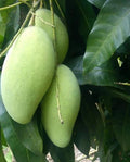 Grafted Kar Lon Long Mango Tree - 1ft Tall - Rare Indian Variety - Mangifera indica - Ships in 6" Pot