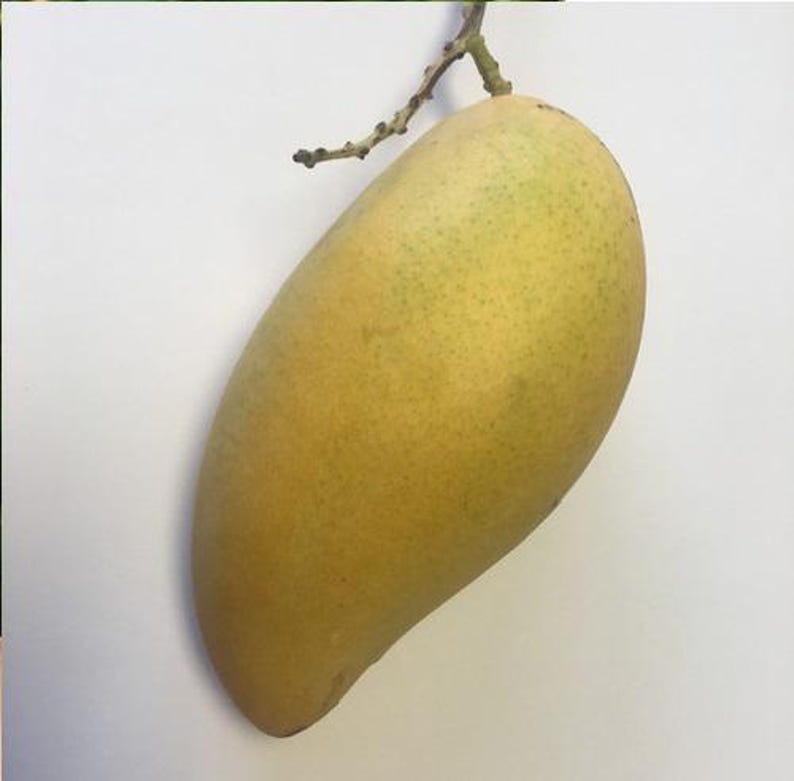 Sai Tong Mango Tree - Grafted Plant - 1 to 2 Feet - Live Mango Tree - Mangifera indica - Ships in 6" Pot